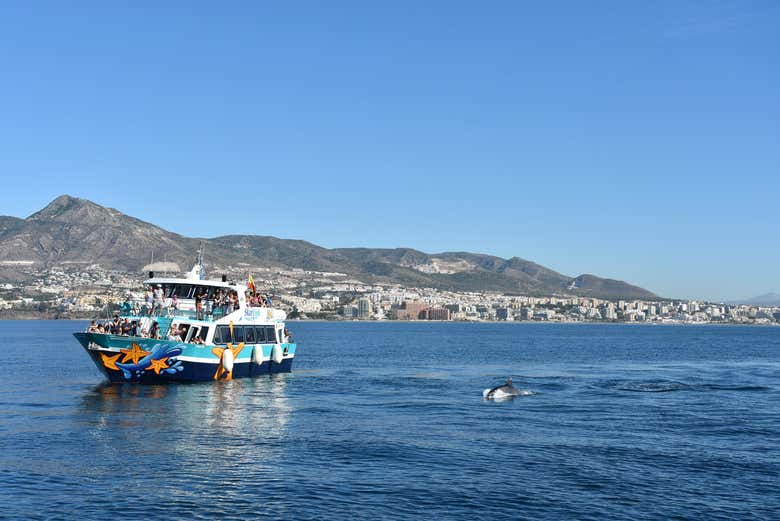 Spot a bottlenose dolphin