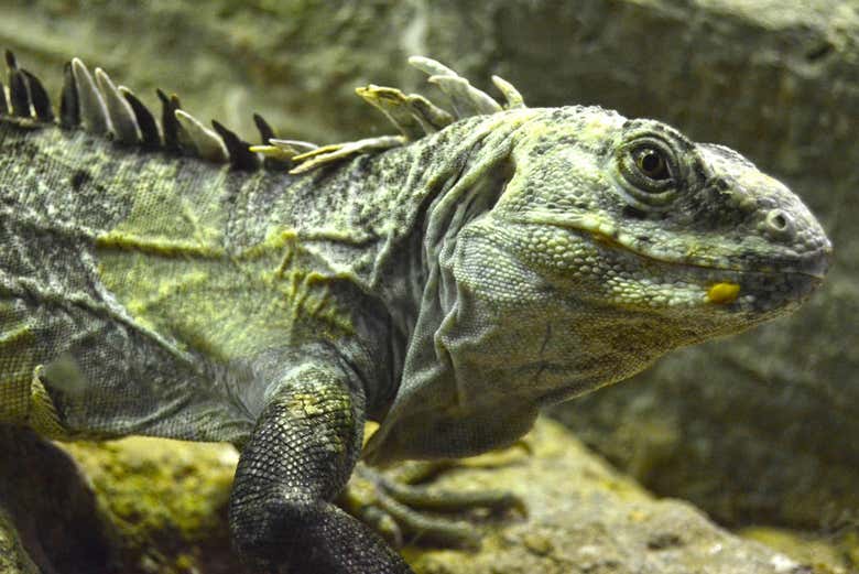 Iguane de Selwo Marina