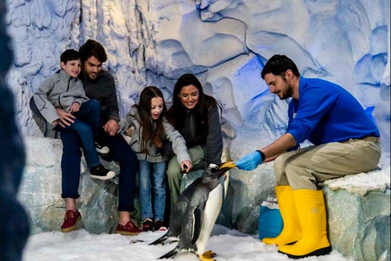 Encontro com pinguins