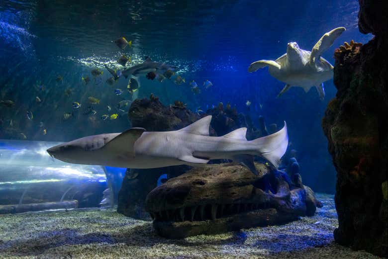 Contemplad majestuosos tiburones nadando en el túnel marino