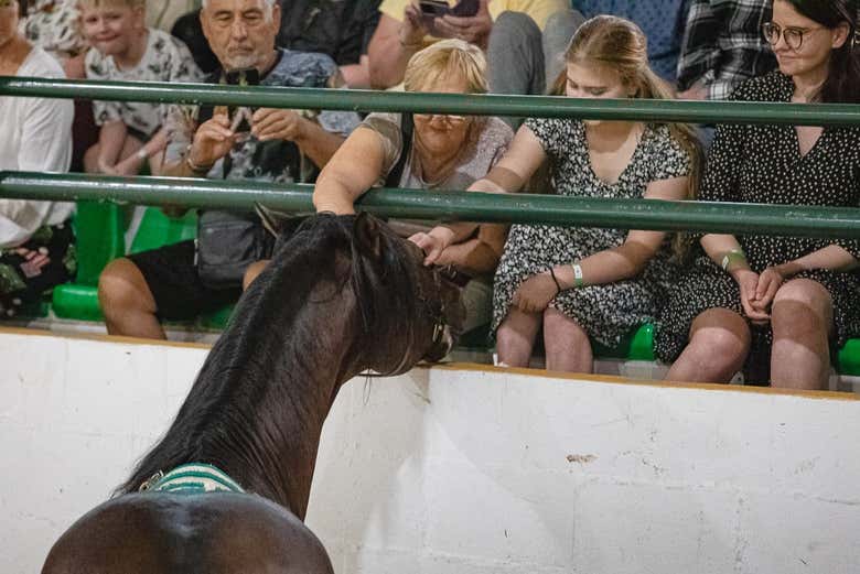 Il pubblico accarezza un cavallo