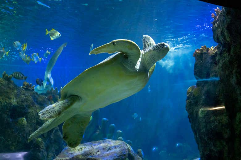 Admirad la elegancia de las tortugas marinas en el acuario
