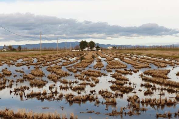 Excursão ao Delta do Ebro + Passeio de catamarã