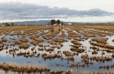 Ebro Delta Day Trip & Catamaran Tour