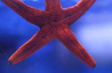 Excursão a Valência + Oceanogràfic e Hemisfèric