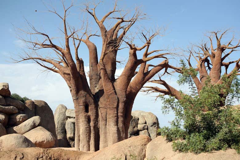 Baobab tree area