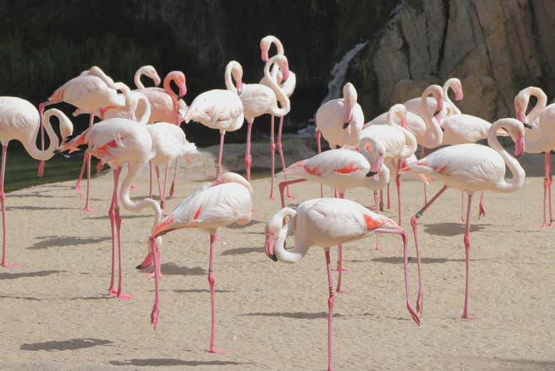 Flamingos resting