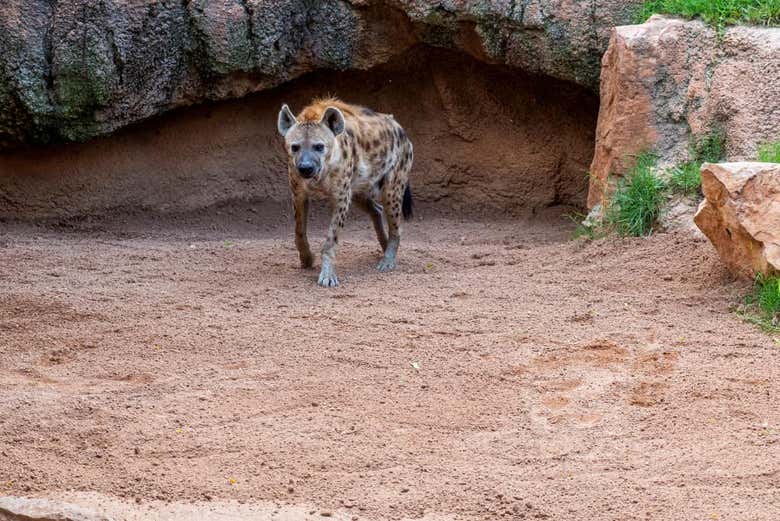 Hyena in Bioparc