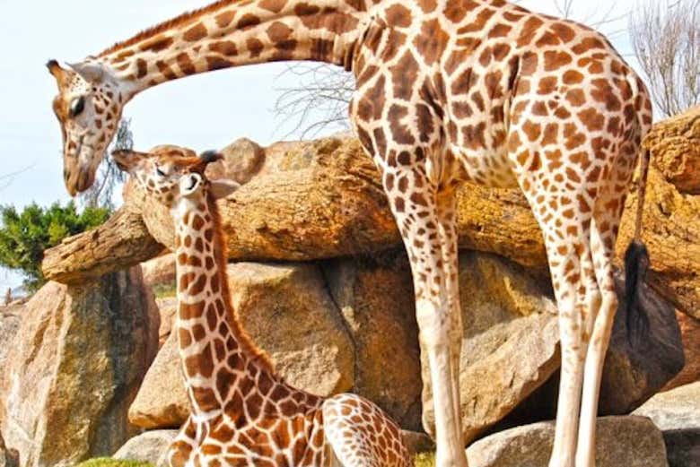 Family of giraffes in Bioparc