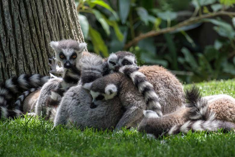 Lemurs playing in Bioparc