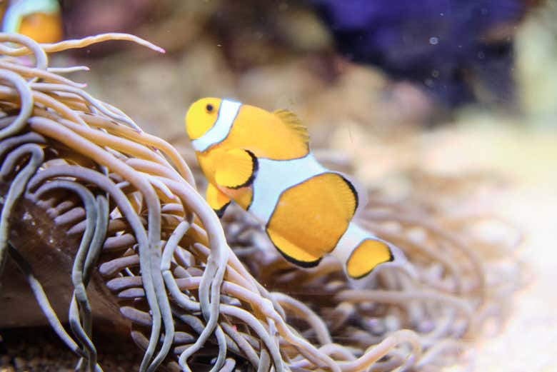 Poisson-clown