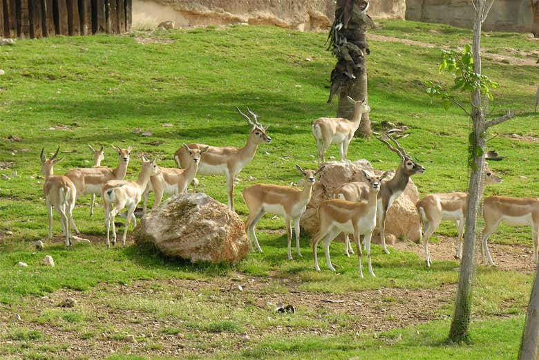 Algunos de los mamíferos de Terra Natura Benidorm