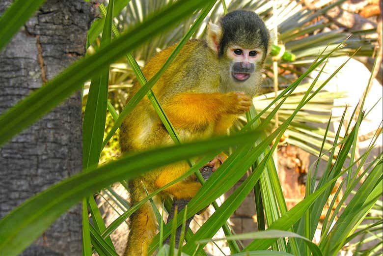 Monos titíes