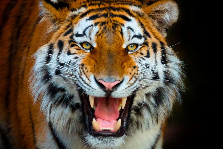 A Sumatran tiger