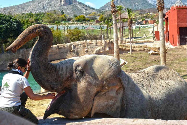 Elefantes en Terra Natura