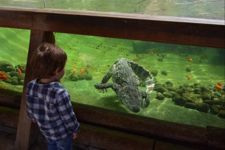 Cocodrilos en Terra Natura