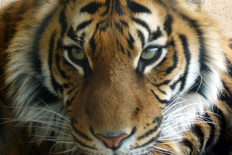 Una tigre a Terra Natura Benidorm