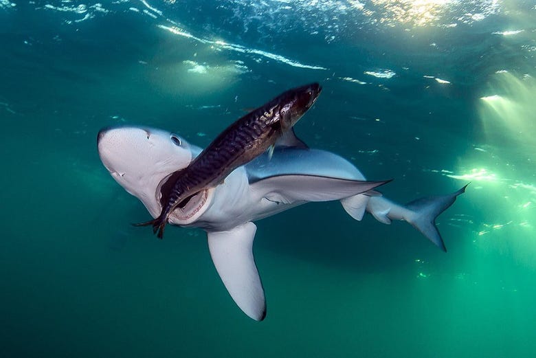 A shark hunting