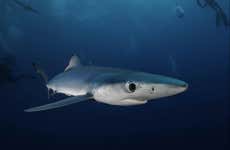Snorkel con tiburones en Bermeo