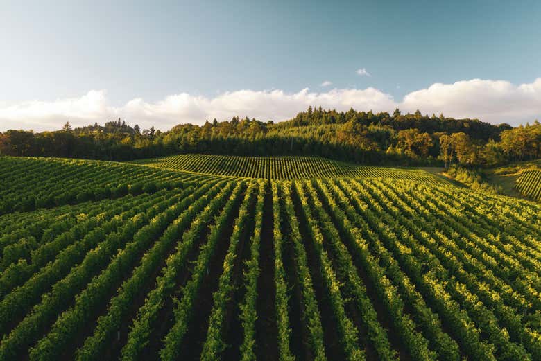 Los viñedos de la Rioja Alavesa