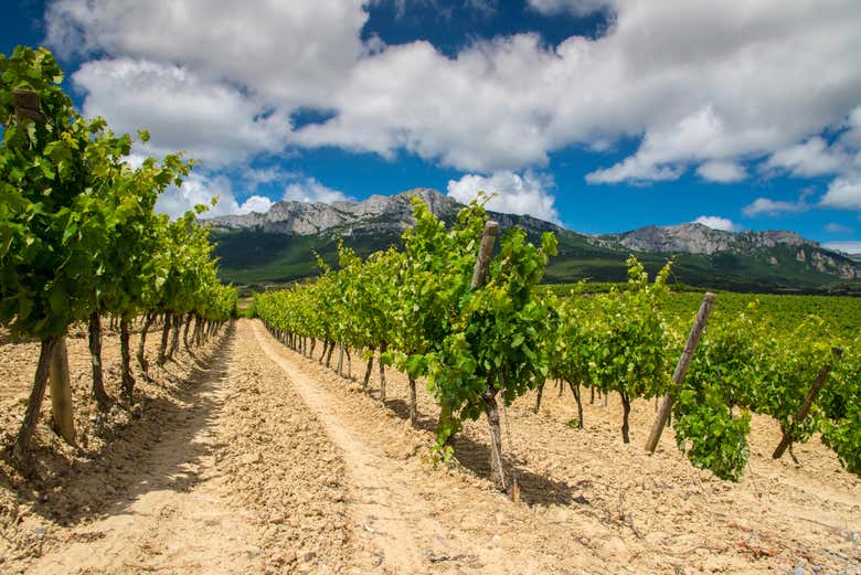 Viñedo en la Rioja Alavesa
