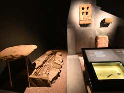 Fósiles del Museo Arqueológico