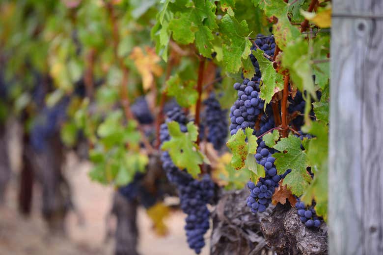Racimos de uvas en un viñedo