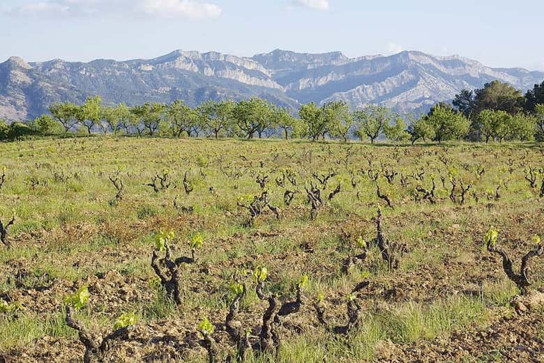 Les vignobles du domaine de Celler Cal Menescal