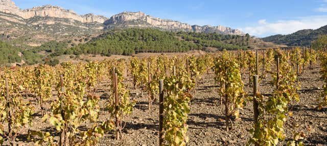 Visita a la bodega Celler Cal Menescal
