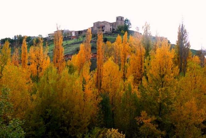 Paisaje de álamos