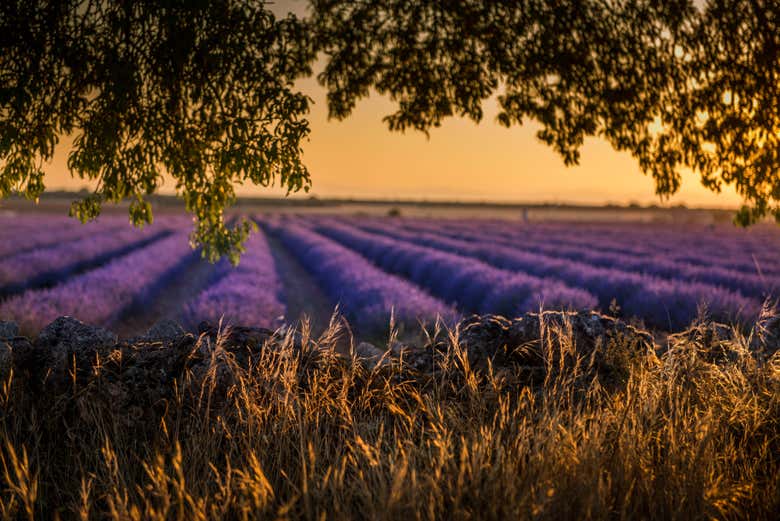 Atardecer sobre los campos de lavanda