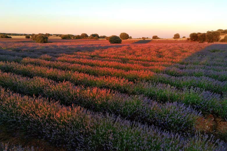 The sun beaming over the lavender fields