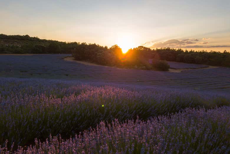 Beautiful purple landscapes