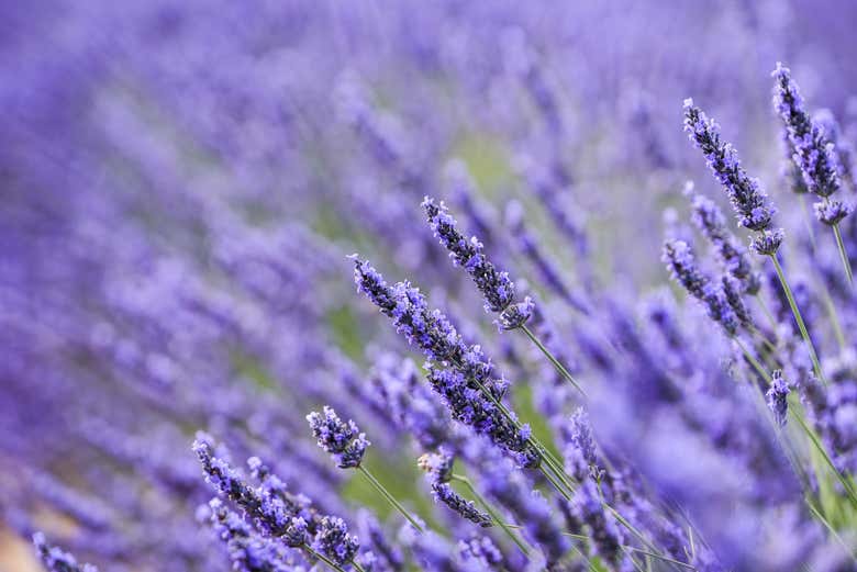 Detalles de una rama de lavanda