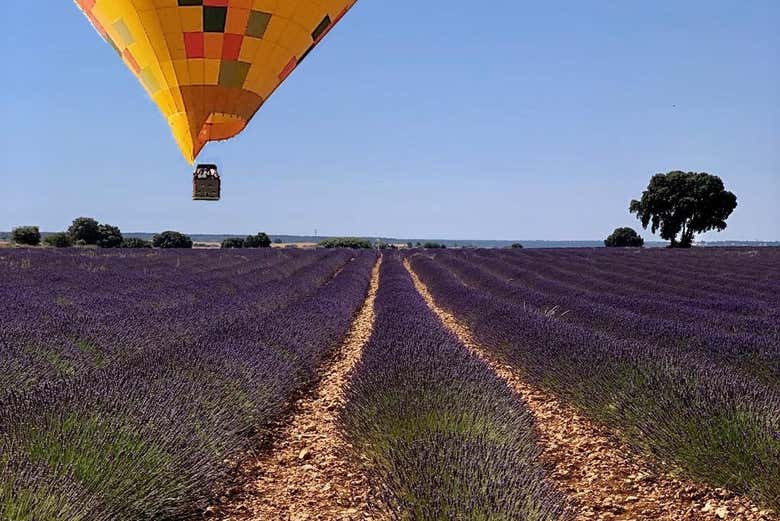 Soaring above the lavender fields