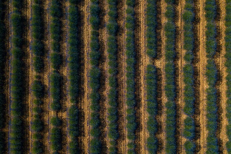 Aerial view of the lavender fields