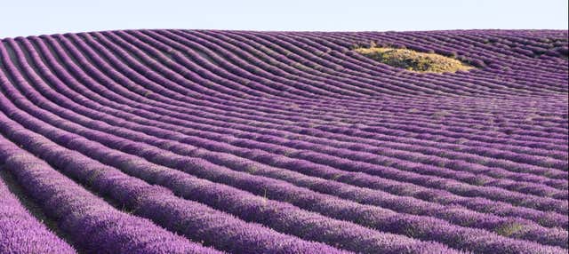 Tour por los campos de lavanda de Brihuega + Destilería