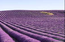 Tour por los campos de lavanda de Brihuega + Destilería