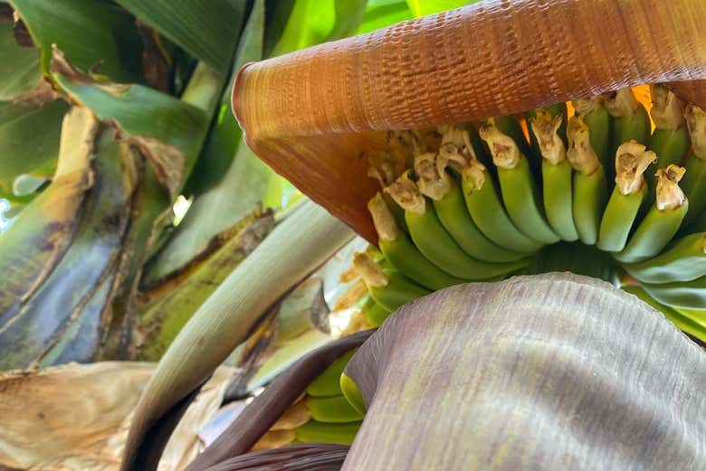 Recorriendo la finca