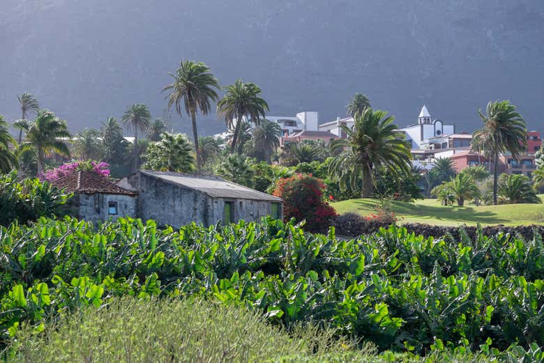  Piantagioni di platani a Buenavista del Norte
