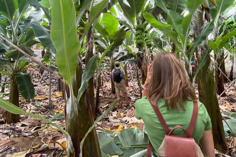 Disfrutando del free tour por la finca de plátanos