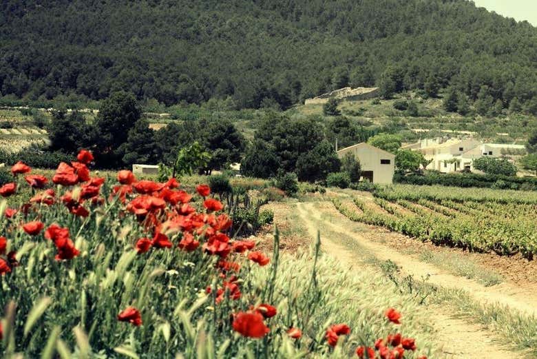 Bodega Balcona