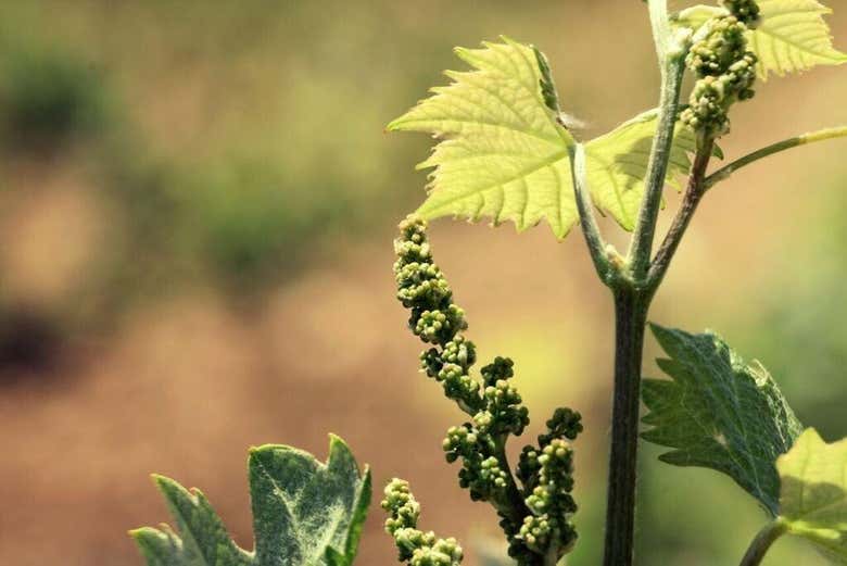 Detalhe de um vinhedo
