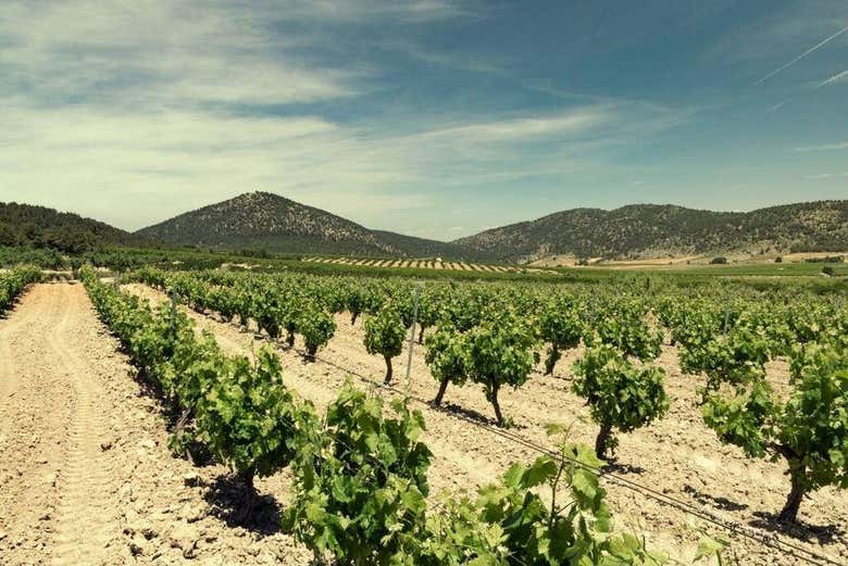 Viñedos en Balcona