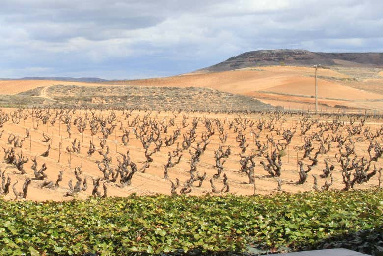 Cepas de vino junto a las Bodegas Portia