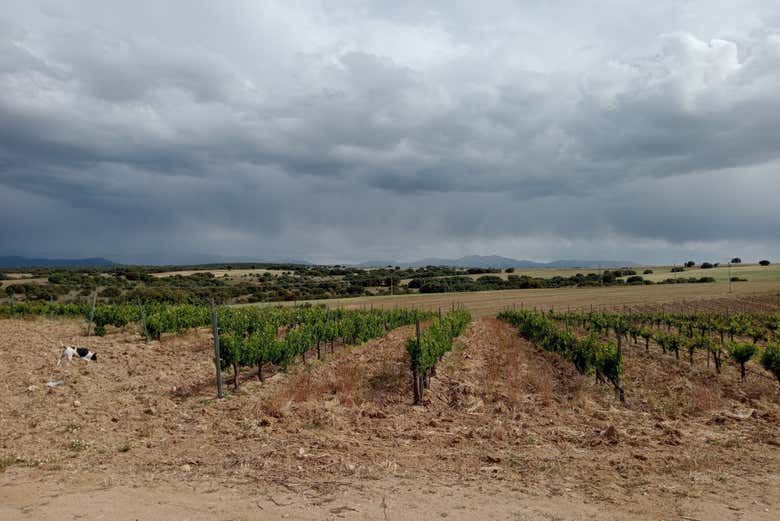 Paisaje de los viñedos en un día nublado
