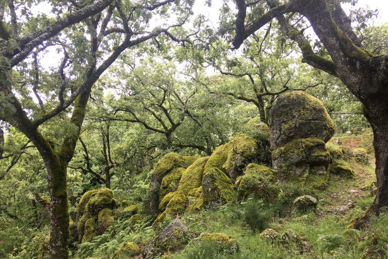 Respiraremos o ar puro da floresta