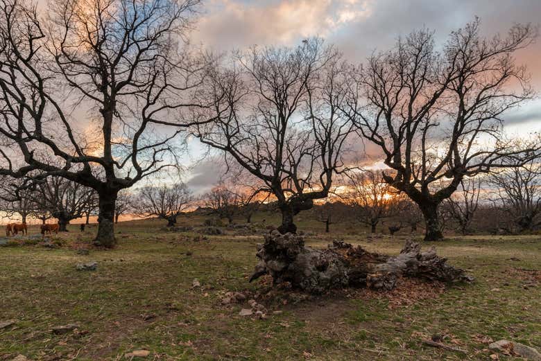 Pôr do sol no bosque vetão de Cabezabellosa