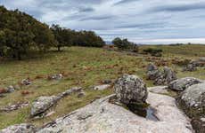 Senderismo por el bosque vetón de Cabezabellosa