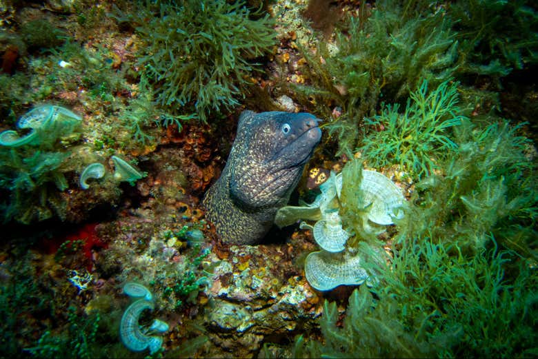 Biodiversidad de la reserva marina 